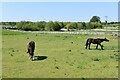 High Halstow: A large grassy area fenced off for horses