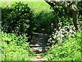 Crooked footbridge over Blind Brook