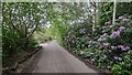 Ambarrow Lane - Rhododendrons