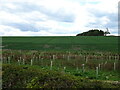 Crop field near Mc Whanrick