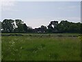 Water meadow beside Pagham Rife at Runcton