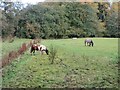 Horses grazing