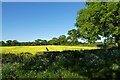 Oil seed rape near Grange Farm