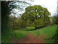 Earthen bank by the Molly Brook