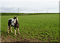 Grazing, Floors Farm