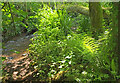 SX8863 : Vegetation by Hollicombe Lake by Derek Harper