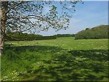 NT6578 : Green space, West Barns by Jim Barton
