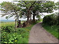 Llwybr ger Llwyn-yr-hebog / Path near Llwyn-yr-hebog