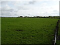 Improved grazing near Auldton