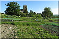 Allotments beneath All Saints