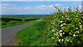 May (hawthorn) in blossom by the road over Guiltree Hill