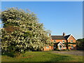 Evening light on Shipbourne Common