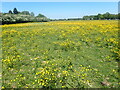 Field of buttercups near Vigo