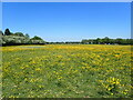 Field of buttercups near Vigo