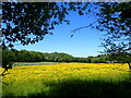 Field of buttercups seen from Gravesend Road