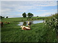 Cattle by a pool below Preston Hill