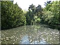 Pond at Pylle Manor