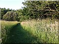 Path mown through grass, Prologis Country Park