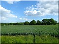 Hedgehog Field