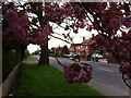 Wheelwright Lane, Ash Green, with cherry tree in bloom