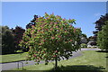 SK9214 : Horse Chestnut in the close by Bob Harvey