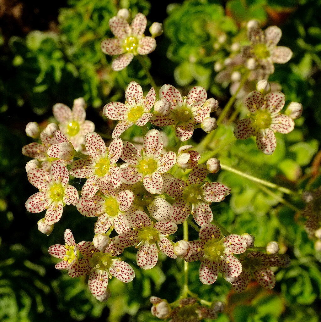 speckled-flowers-abbotskerswell-derek-harper-geograph-britain-and