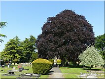 SK6443 : Copper beech trees, Burton Joyce cemetery by Alan Murray-Rust