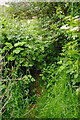 Overgrown path from Queensway