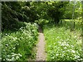 Footpath in early summer