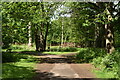 Footpath in North Cray Wood