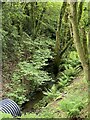 Discharge pipe into a woodland stream