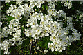 Hawthorn Blossom