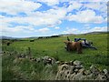 Highland cattle in a field near Dinanrig