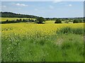 Oilseed rape