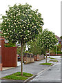 Blossom trees in Sandringham Road, Wolverhampton