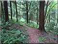 Llwybr coedog / Wooded path