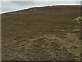 NH7132 : Deer on the Upper Slopes of Beinn nan Cailleach by Ian Dodds