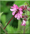 NT5029 : A large red damselfly on red campion by Walter Baxter