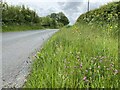 Grass verge on the old road to Llandybie