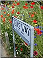 Wells Way wildflowers, Davington