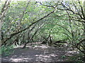 Woodland canopy