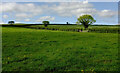 Field near Berry Pomeroy