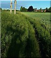 Overgrown green lane