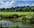 Sheep next to the River Stour at Wolverley