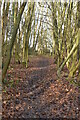 TQ6364 : Footpath, Hopehill Wood by N Chadwick