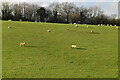 TQ6364 : Grazing sheep by N Chadwick