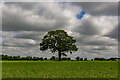 Crops and Lone Tree, Almington