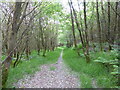 Footpath through woodland near Cwm, Shropshire