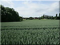 Wheat field and Broadfield