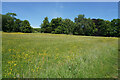 A small meadow